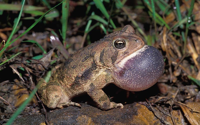 Fowler's Toad © Lang Elliott