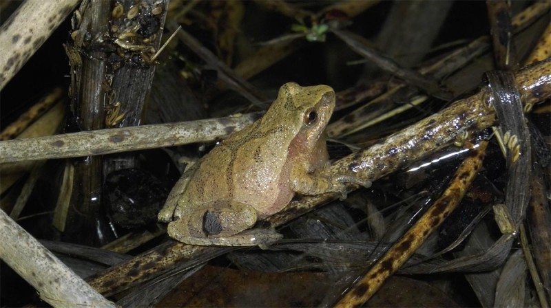 Spring Peeper