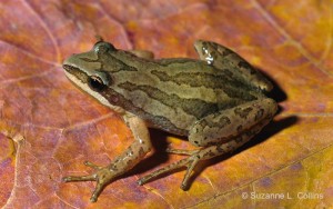 Western Chorus Frog © Suzanne L. Collins
