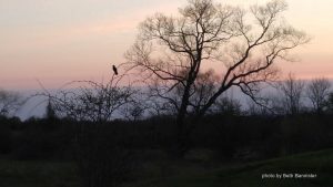 bobolink silhouette by Beth Bannister