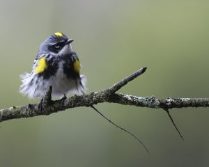 Yellow-rumped Warbler © Mary Holland
