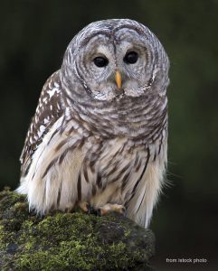 Barred Owl