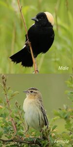 Bobolink male and female