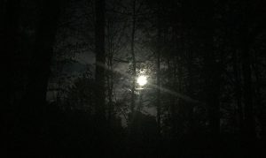 moon through forest