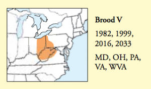 Periodical Cicada Brood V range map