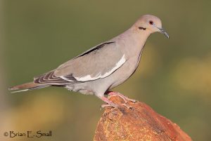White-winged Dove © Brian Small
