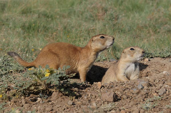 Prairie Dogs at entrance to burrow, by Lang Elliott
