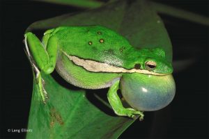 Green Treefrog © Lang Elliott