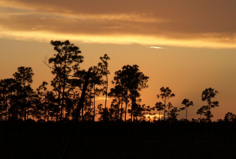 Pine Woods at Dusk (Everglades NP) by Lang Elliott