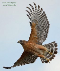 Red-shouldered Hawk by Gouldingken, from Wikepedia
