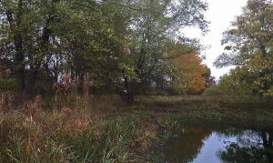 autumn pond scene
