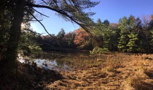 Ladyslipper Pond in autumn, by Lang Elliott