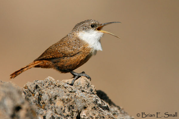 Canyon Wren by Brian Small