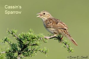 Cassin's Sparrow by Brian Small