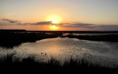 The Louisiana Coastal Marshes