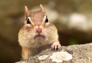 Eastern Chipmunk with pouches full