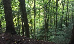 Shindagin Hollow forest scene