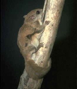 Southern Flying Squirrel - US Forest Service