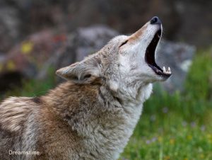 Coyote - from Dreamstime
