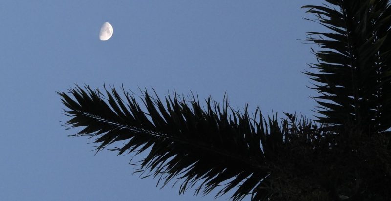 El Yunque Moonscape © Lang Elliott
