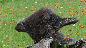 porcupine from shutterstock