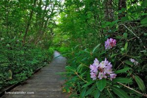 Cranberry Glades Botanical Area - from forestwander.com