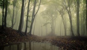 forest fog with pool - shutterstock_63733147