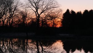 Beaver Pond at Dawn - track art for album: Birds at Dawn