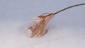 White Pine stem with brown needles in snow © Lang Elliott