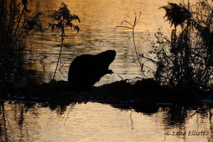 Silhouette of beaver standing on dam.