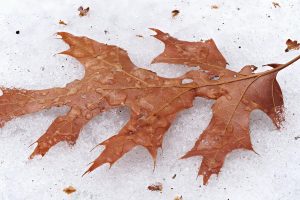 Red Oak leaf on snow, covered with raindrops. Lang Elliott.