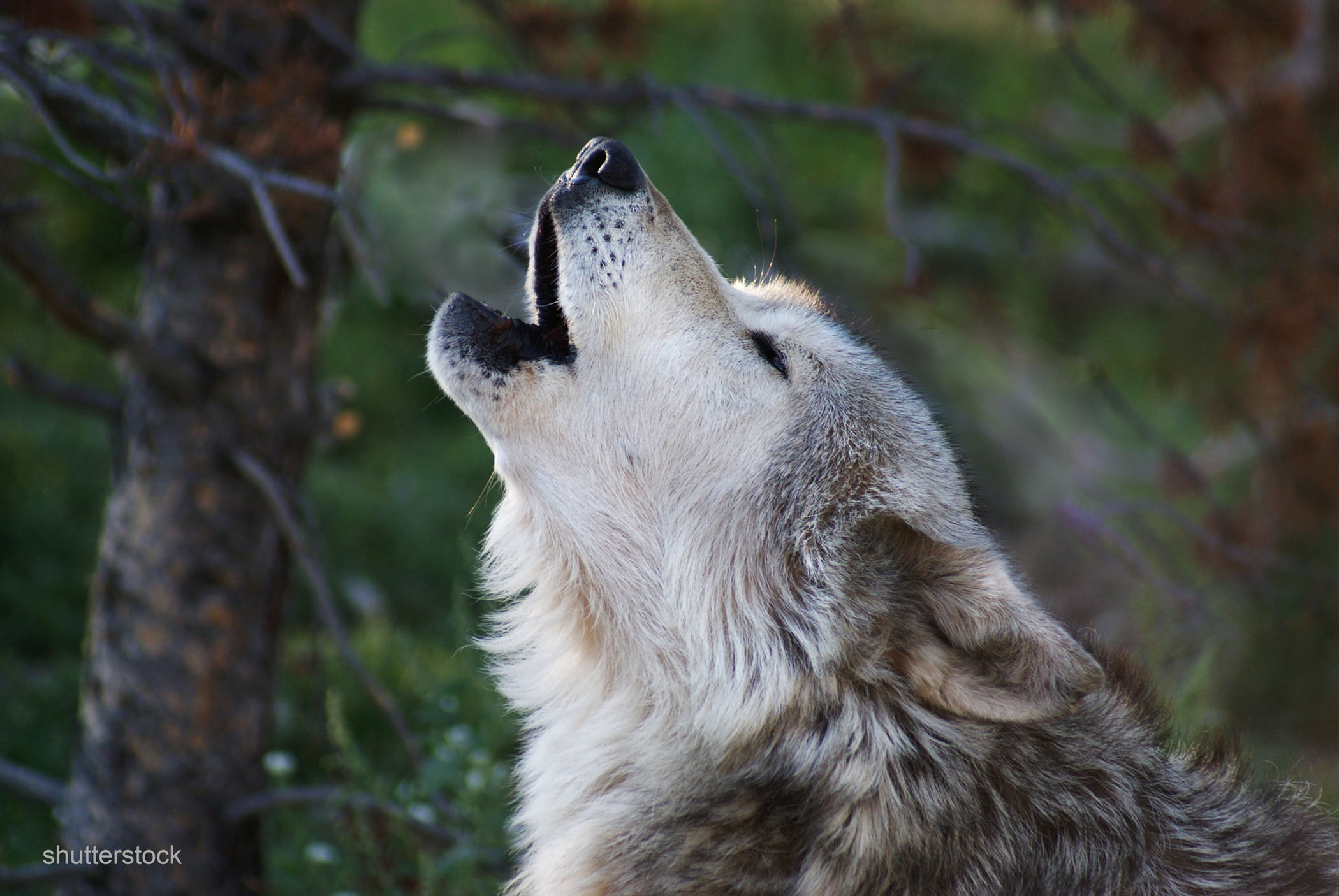photo of gray wolf howling