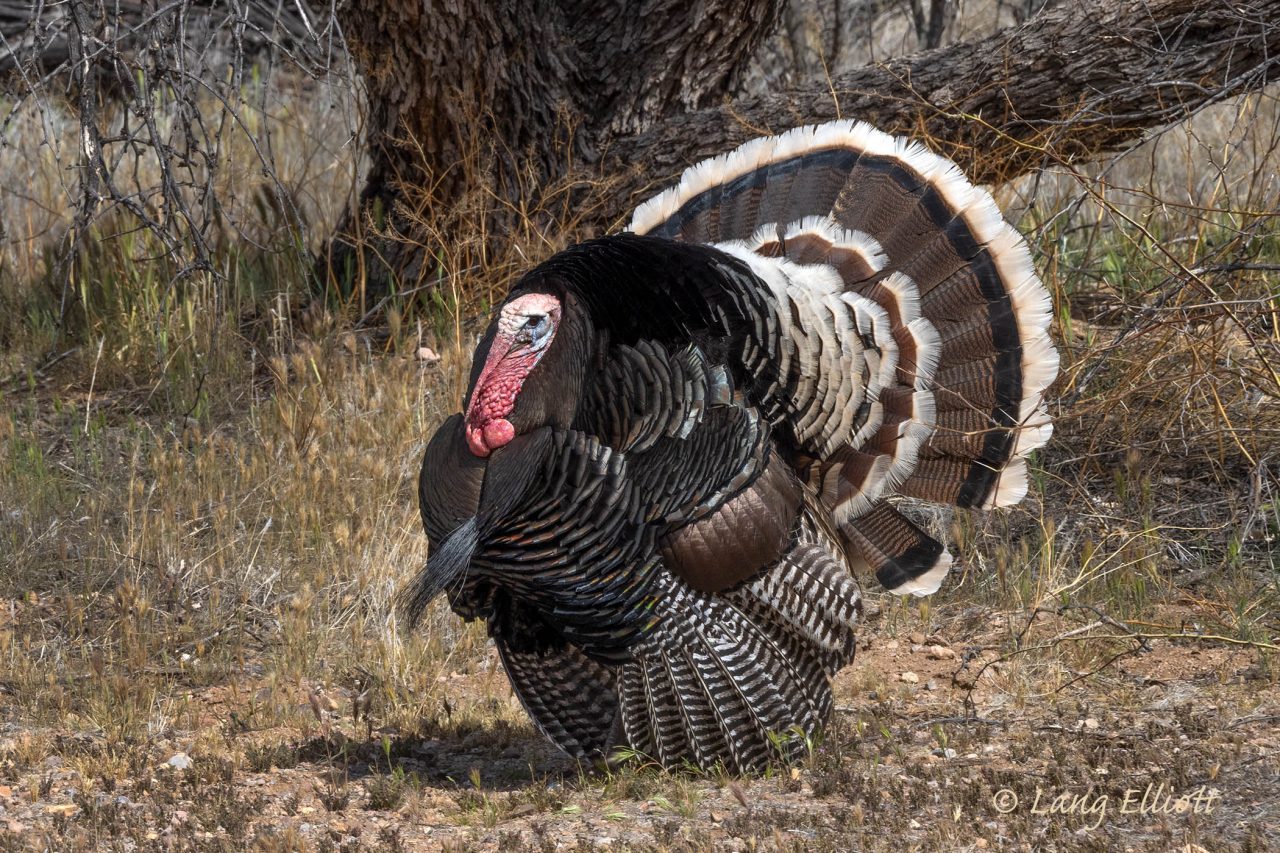 Turkey Roost Music of Nature