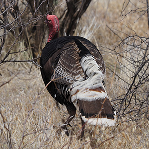 Wild Turkey rear view