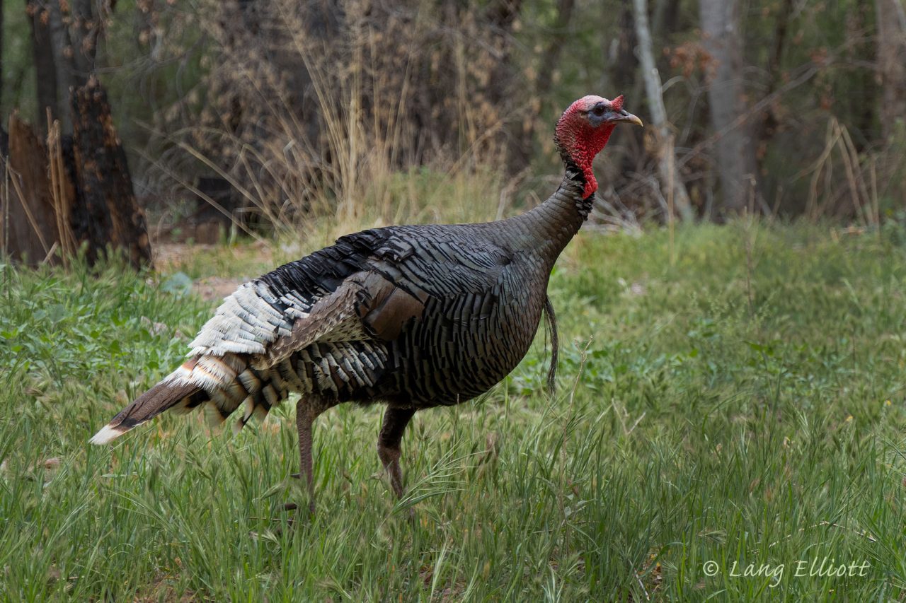 Turkey Roost Music of Nature