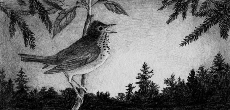 Hermit Thrush drawing by Cindy Page