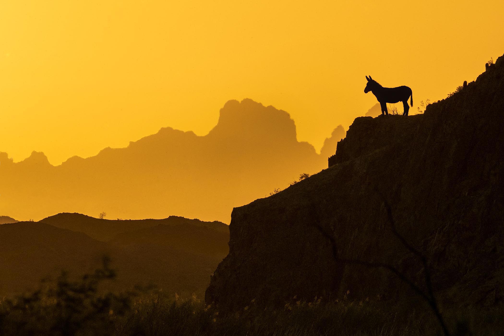 Picacho State Recreation Area dusk landscape with burro overlay (burro from Shutterstock P4071120).