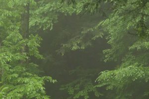 Shindagin foggy forest scene