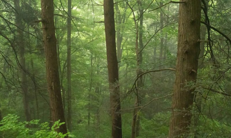 Shindagin Hollow - misty morning forest scene © Lang Elliott