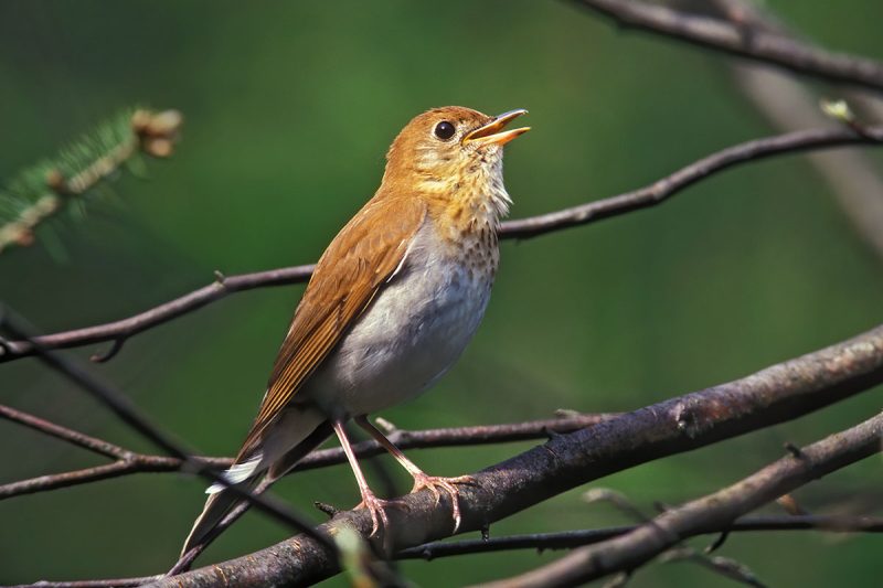 Veery 1200X800 - © Lang Elliott