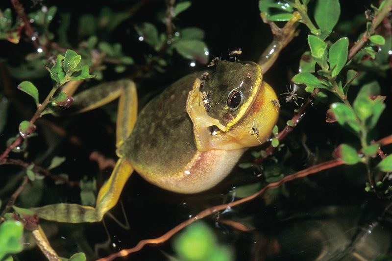 Squirrel Treefrog © Lang Elliott