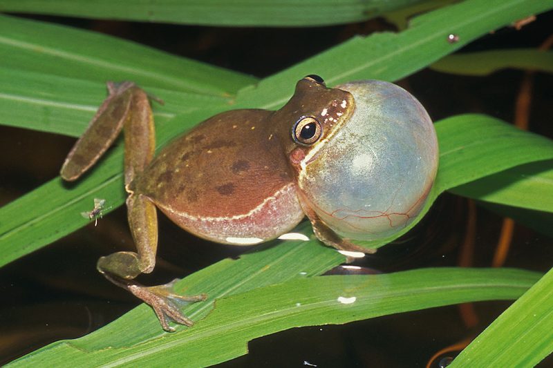 Squirrel Treefrog © Dick Bartlett