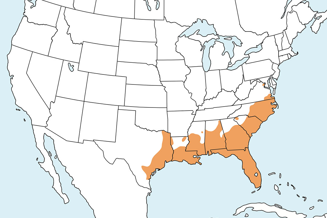 Squirrel Treefrog Range Map