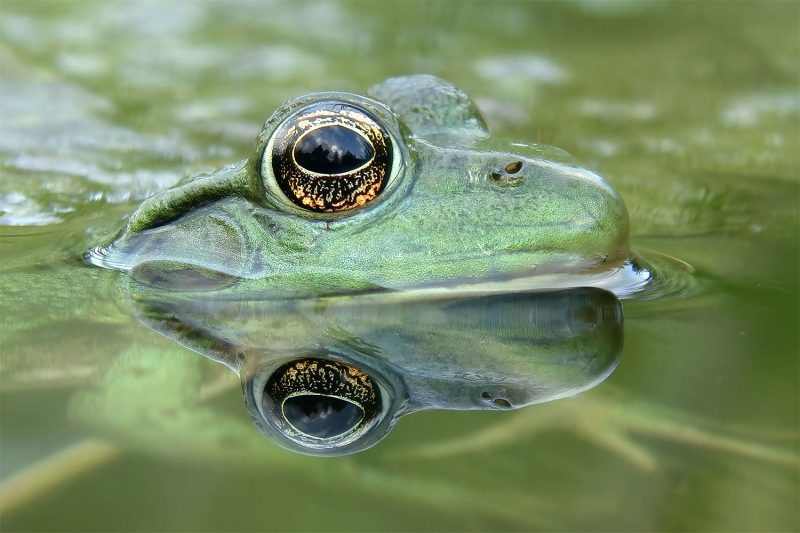 Green Frog with Reflection © Lang Elliott