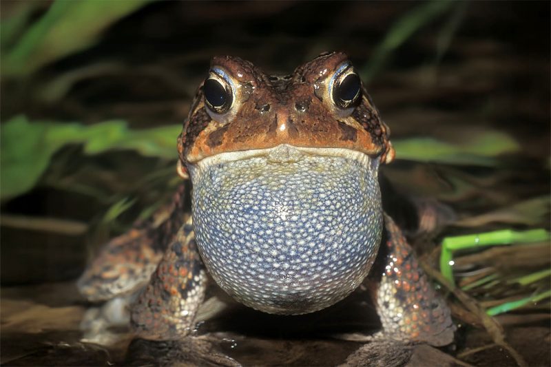american toad head-on view © Lang Elliott