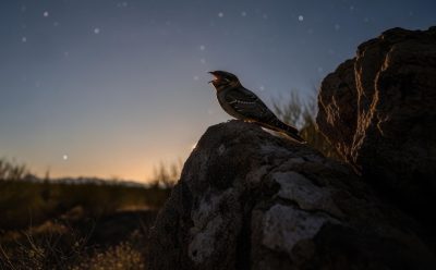 Poorwill-at-night-mage_fx-221-cropped-6-level