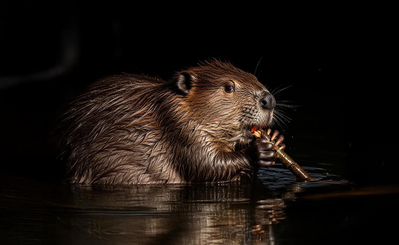 Beaver chewing on piece of tree limb