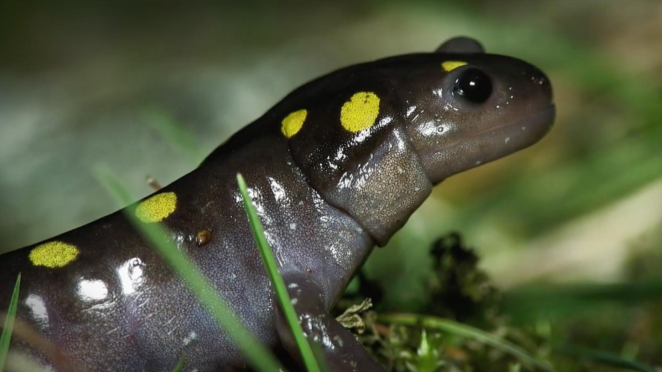 Spotted Salamander Portrait