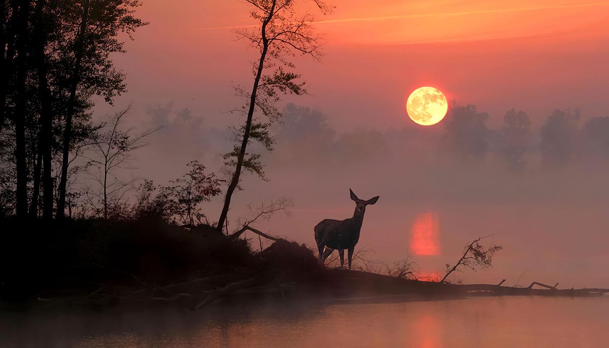Kentucky marsh at dusk