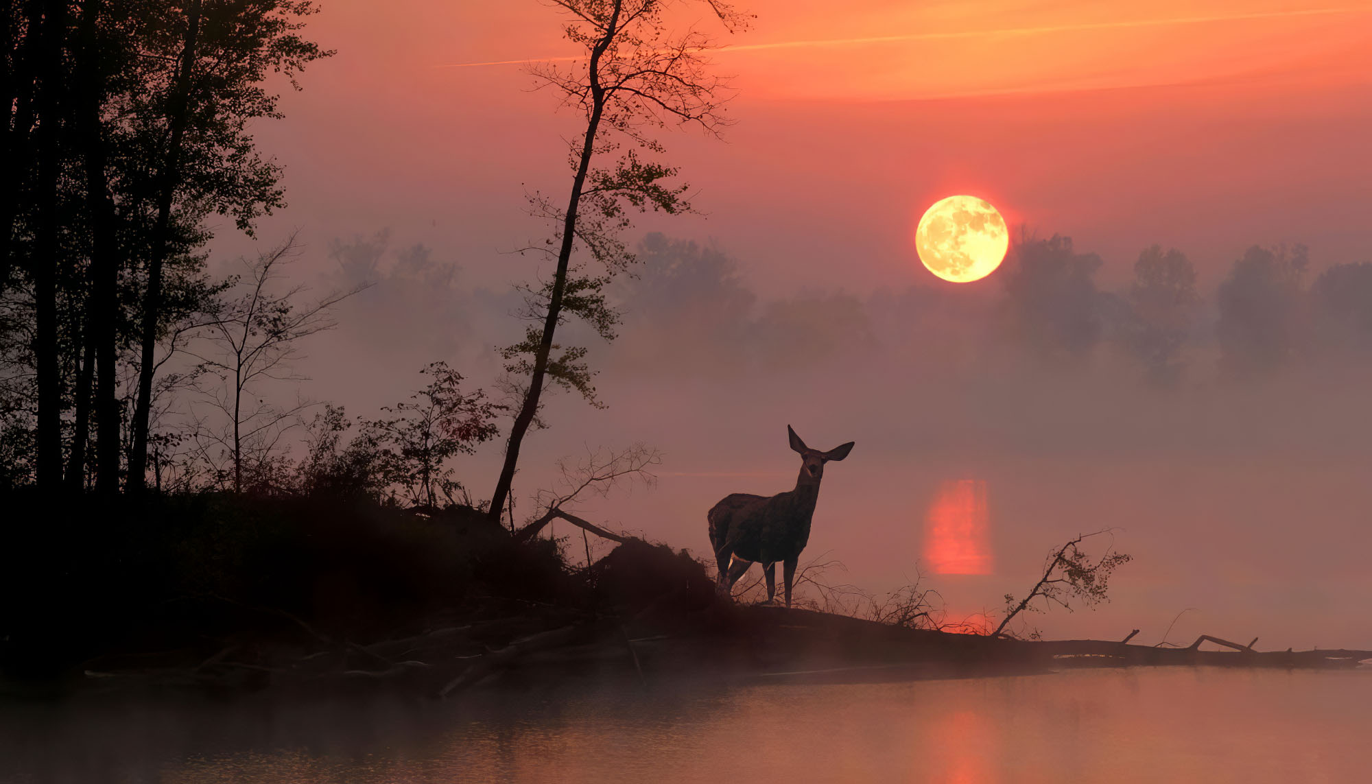 Kentucky Marsh with Deer